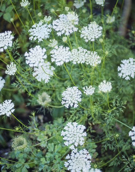 Queen Annes Lace Plant Queen Anne's Lace: The Easy Carrot Veronica