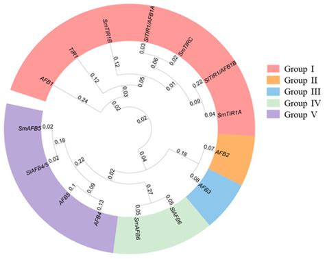 The TIR1/AFB Family in Solanum melongena: Genome-Wide Identification ...