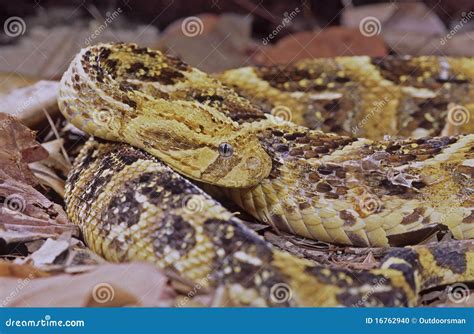 Puff Adder (bitius Arietans) Stock Photo - Image of puff, nature: 16762940