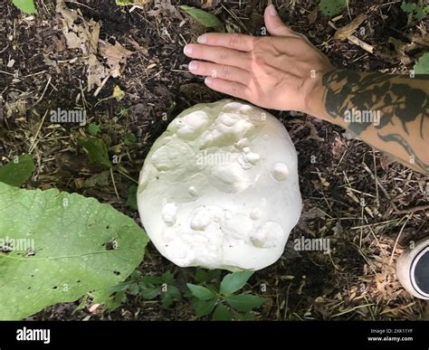 giant puffball (Calvatia gigantea) Fungi Stock Photo - Alamy