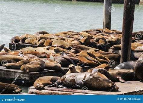 Pier 39 in San Francisco with Sea Lions on Wooden Platforms Stock Image ...