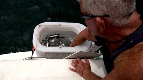 Image result for Netting Fast Fish Between Tanks