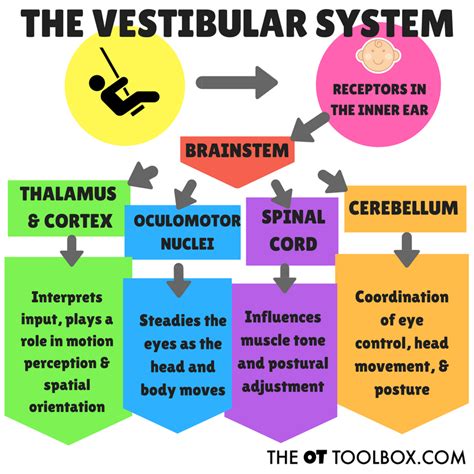 Image result for Vestibular Function