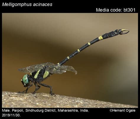 Melligomphus acinaces Laidlaw, 1922 - | Odonata