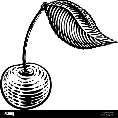 Cherry Berry Fruit Vintage Woodcut Illustration Stock Vector Image ...