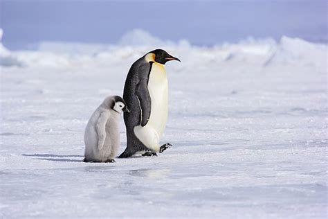 大师评图VOL.100 | 巴布亚企鹅的“高光时刻” | 野去自然旅行