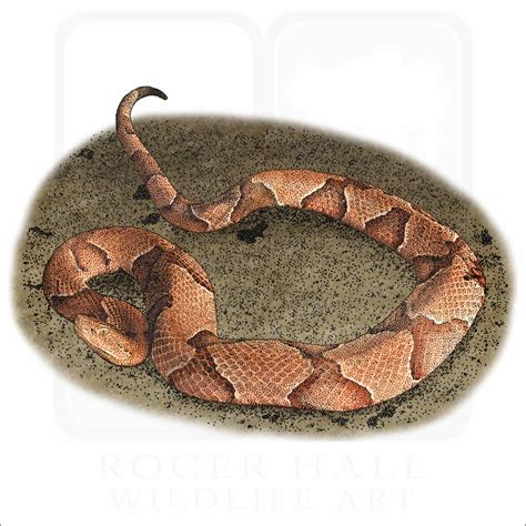 Copperhead Snake Eggs