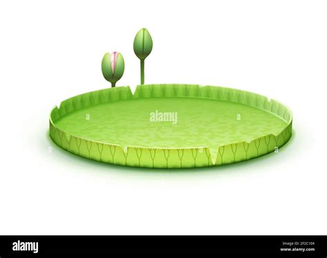 Vector tropical plant Giant Amazon Water Lily pad or huge floating ...