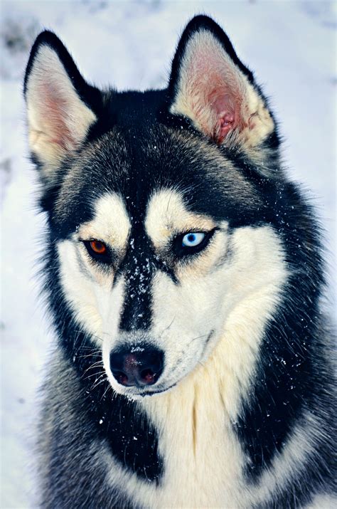 A Siberian Husky, showing different colored eyes, a trait called ...