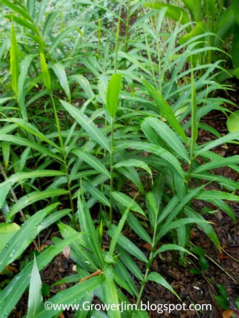 Garden Adventures: Ginger root (Zingiber officinale)