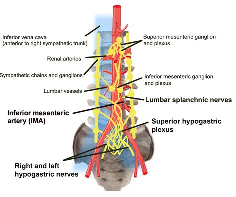 Clinical Consultation Guide: Nerve-sparing Techniques for ...