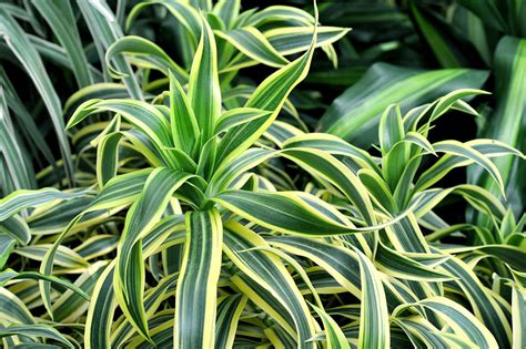 Common Dracaena diseases and pests to look out for – Plants For All Seasons