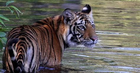 Wildlife Hotels, Rooms, Teriff, Packages, Availability, Reviews