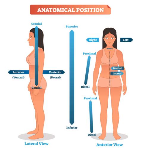 Image result for Contralateral Anatomical Position