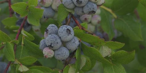 Recent dry conditions may cause issues for Michiana blueberry crop