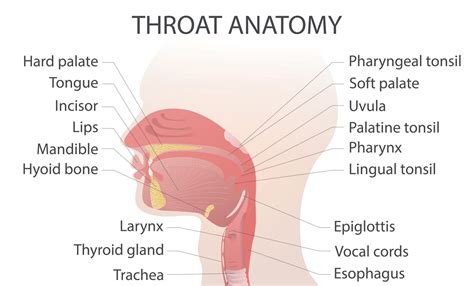What are the Most Common Signs of a Throat Infection? - Chicago ENT