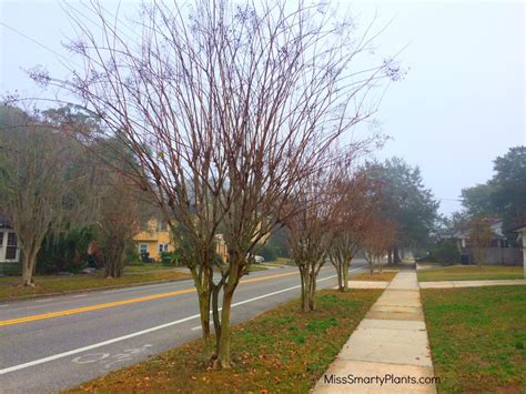 Pruning Crape Myrtle - Miss Smarty Plants