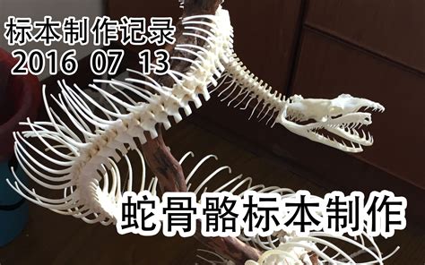 1000条肋骨怎么分的清楚啊！！！蛇类骨骼标本制作_哔哩哔哩_bilibili