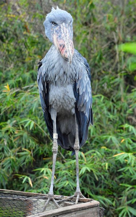 Are shoebill storks dangerous to humans - klimbux