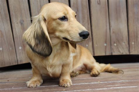 Discover the Enchanting Long Haired Cream Dachshund: A Comprehensive ...