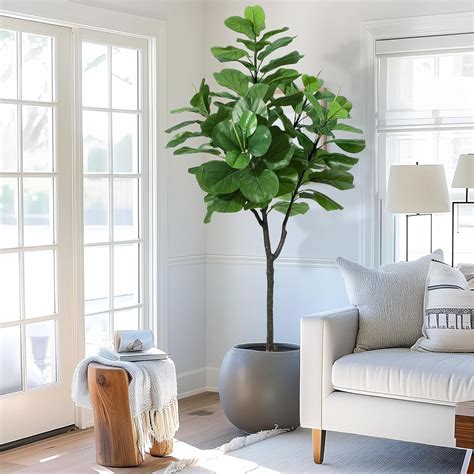 https://i5.walmartimages.com/seo/Artificial-Fiddle-Leaf-Fig-Tree-6FT-72in-Tall-Faux-Silk-Ficus-Trees-Home-Office-Living-Room-Decor-Indoor-Fake-Potted-Tree-Natural-Dry-Grass-Lifelike_48037d33-1989-4b20-b934-0016b0d9f7ef.aff586219c6f81d11bf329ecc699fa8c.jpeg