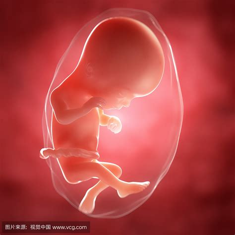 胎儿发育过程b超图 男女胎儿b超发育全过程高清(4) - 妈妈育儿网