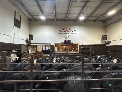 All Breeds Pre-Sorted Calf/Yearling Sale, Range Road 3071 , Saskatoon ...