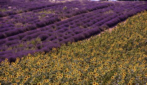 French Accent Marks: What They Are and How to Use Them - Rosetta Stone