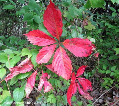 Marathon Pundit: Virginia creeper with autumn red foliage