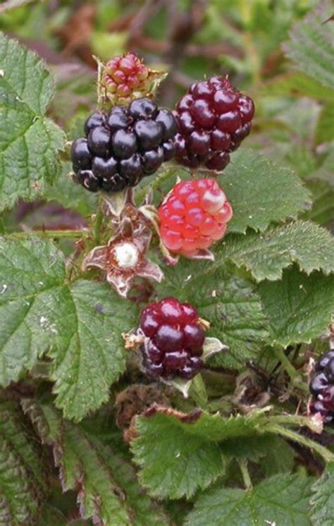 California Trailing Blackberry, Pacific Blackberry, Rubus Ursinus Organic Plant - Etsy
