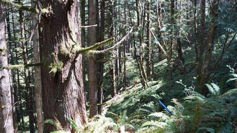 Astoria Bear Creek Watershed — NORTHWEST COMMUNITY FORESTS