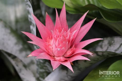 Best Indoor Plants for Your Bedroom | Bedroom Interior Plant Design Ideas