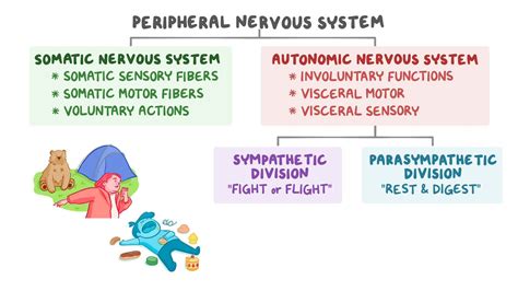 Image result for Somatic Nervous System Function