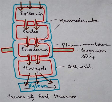 Water Movement Up a Plant | Absorption of Water by Roots