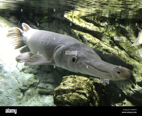Long nose fish hi-res stock photography and images - Alamy