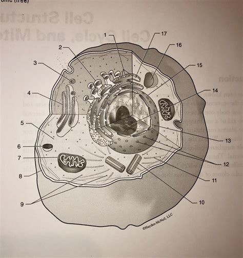 Normal Cell Structure 的图像结果