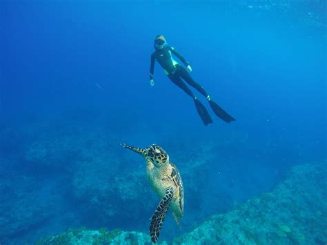 SABA FREEDIVING SCHOOL (2025) All You Need to Know BEFORE You Go (with ...