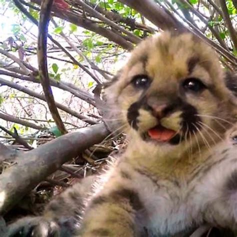 Cute Baby Mountain Lion