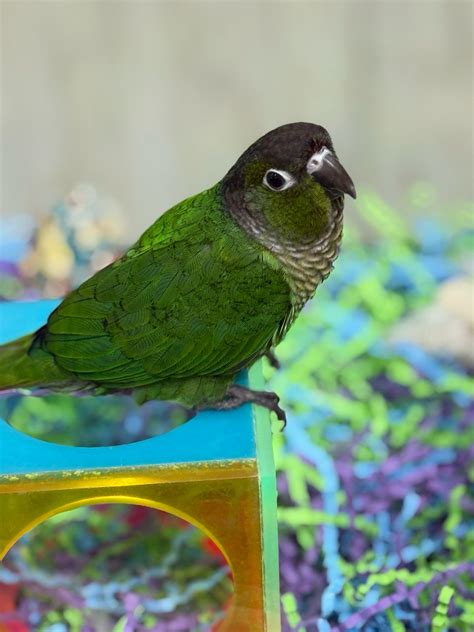 10 Fun Facts About Green Cheeked Conures: The Playful Parrots.