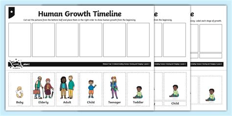Human Growth Timeline Worksheet