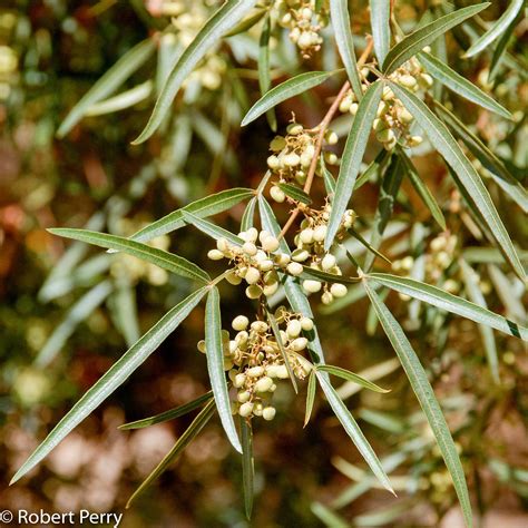 African sumac - Waterwise Garden Planner