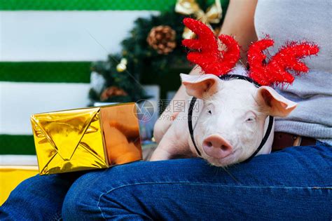 女人的腿上坐着一只小白猪有趣的小猪在新年玩具与高清图片下载-正版图片503181608-摄图网
