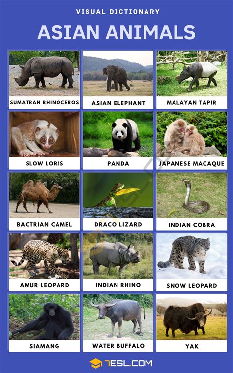 Asia Animals