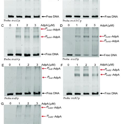 Rezultat imagine pentru Consensus Sequence Example