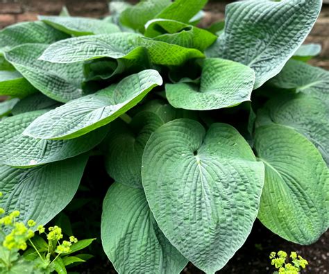6 Of The Largest Hosta Plants You Can Grow In Your Yard