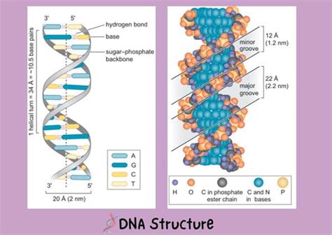 Image result for DNA Basics Explained