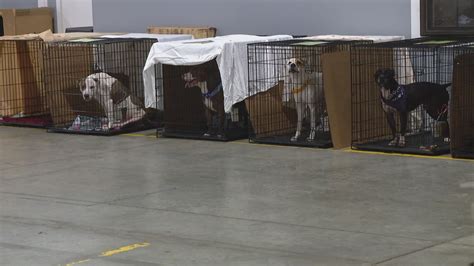 Bone Dry Roofing, IACS host 'No Wet Noses Left Behind' event | wthr.com