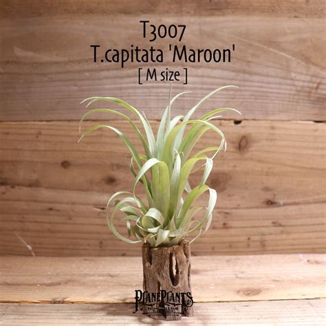 【送料無料】capitata 'Maroon'〔エアプランツ〕現品発送T3007 | plane plants