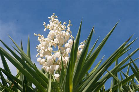 Yucca Food Plant