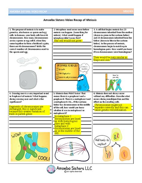 Meiosis Amoeba Sisters
